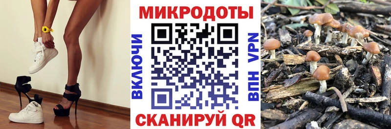 Галлюциногенные грибы Psilocybine cubensis где можно купить hydra ссылка Верещагино